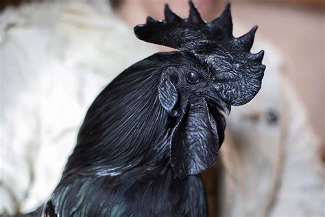 black chicks|14 Black Chicken Breeds You Can Easily Raise.